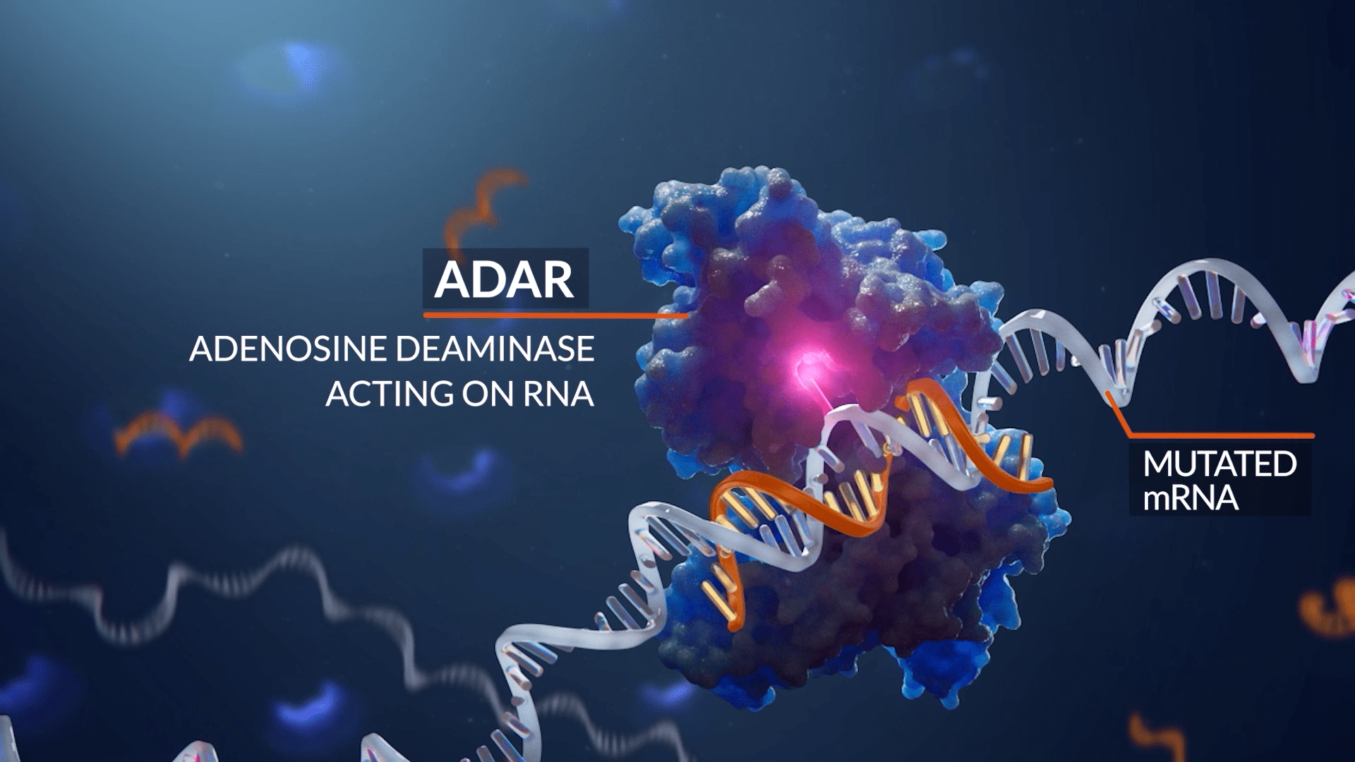 ADAR and Mutated RNA