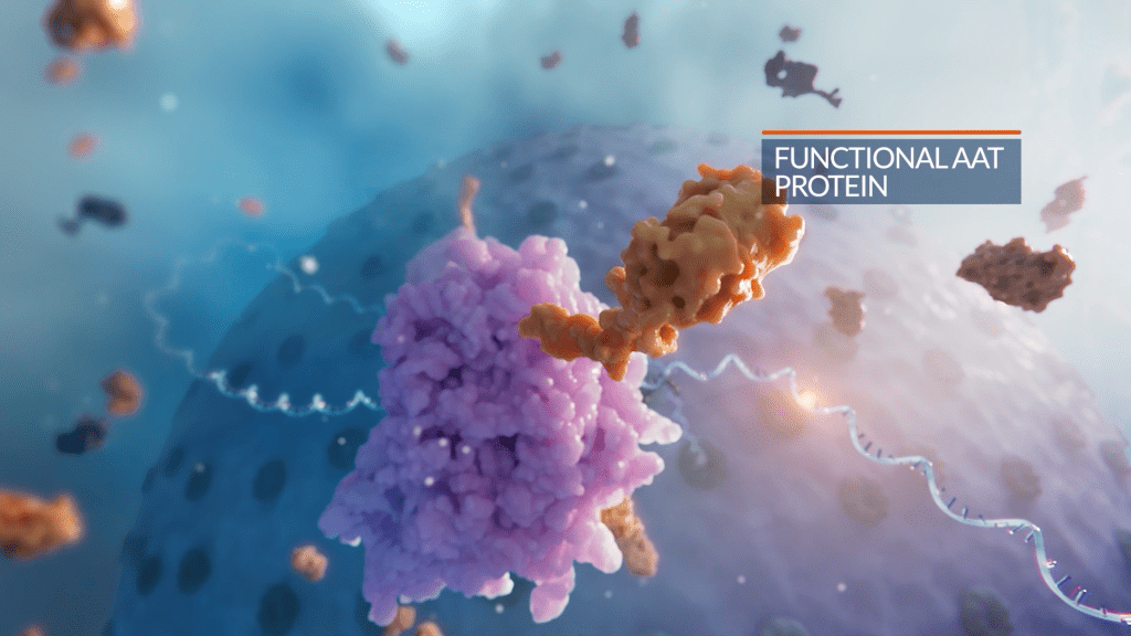 protein translation