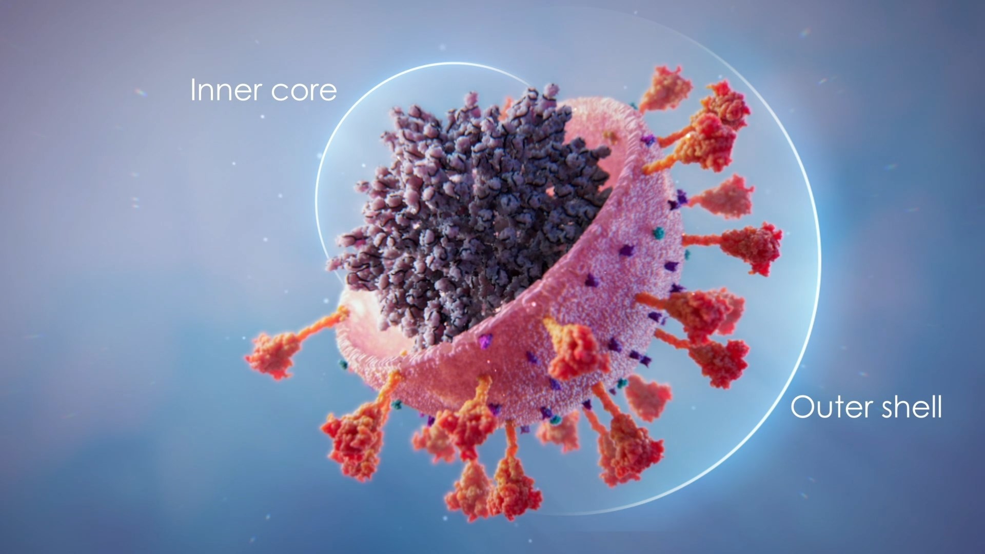 Coronavirus Structure