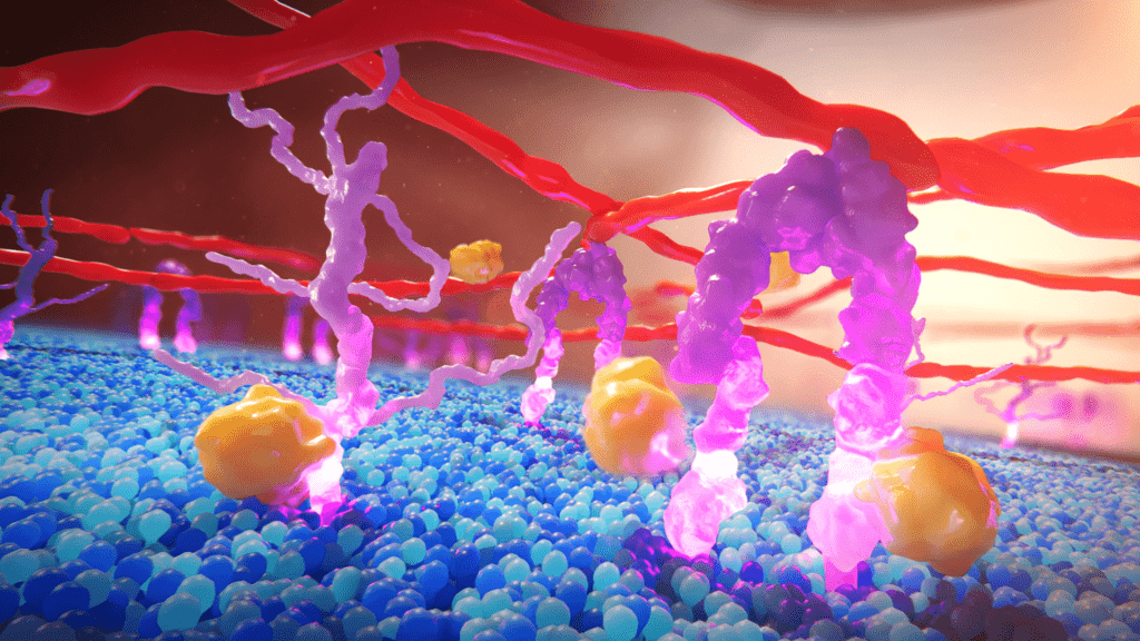 Protease enzymes cleaving proteins on a cell membrane